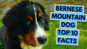 10 Interesting Facts About The Bernese Mountain Dog