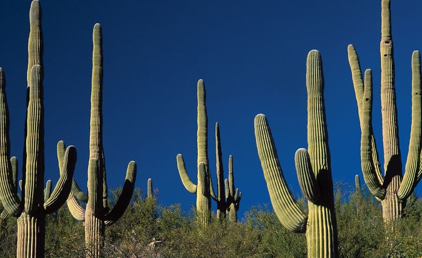 Cactus Removal Cost - Remove a saguaro cactus - cactus expert in Phoenix - Az Cactus Experts