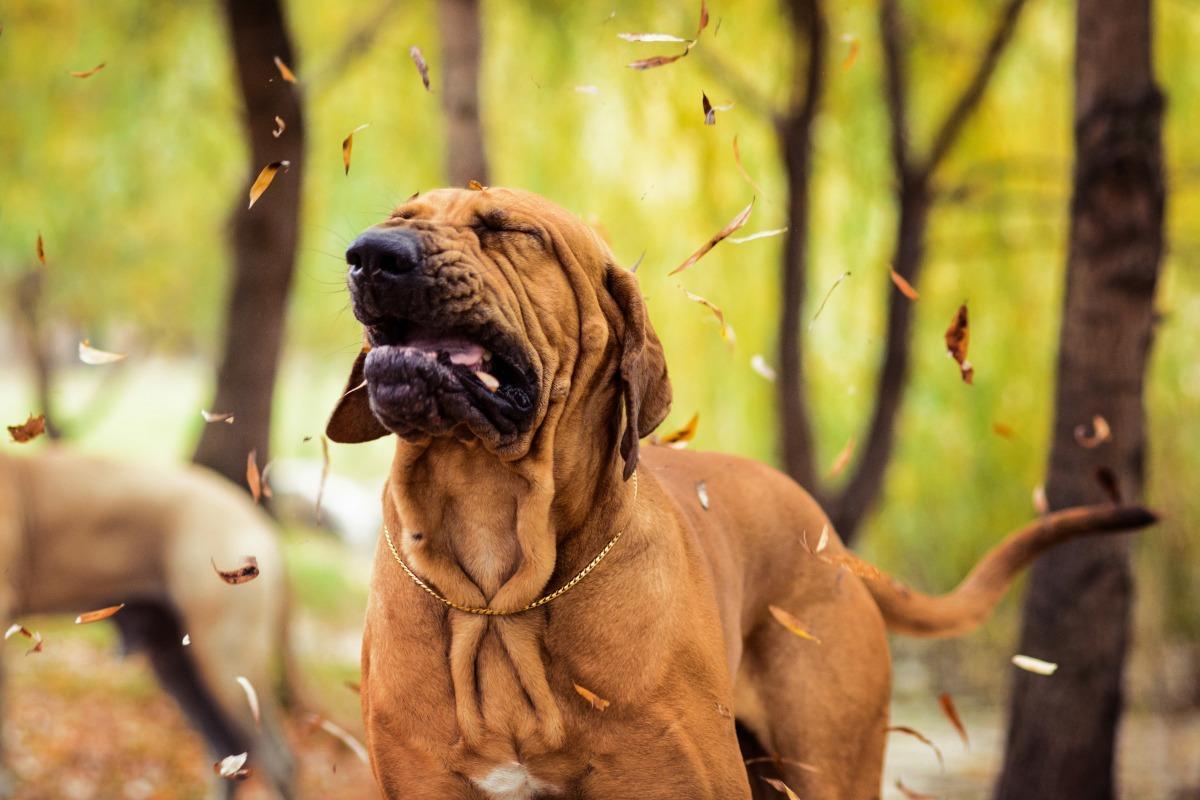 Reverse Sneezing in Canine Pets